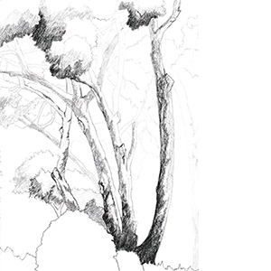 drawing trees